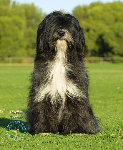 Tibetan Terrier 9J43D-06.JPG
